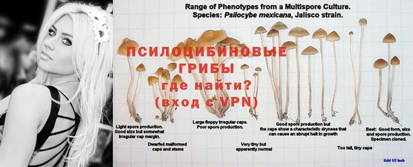 дживик Богородицк