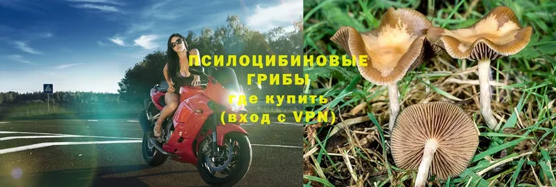 Галлюциногенные грибы Psilocybe  Медынь 